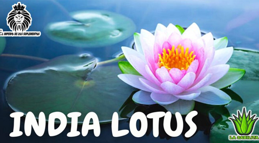 La Flor de loto o india lotus es una planta medicinal refrecante utilizada para purificar la sangre, y como febrífugo