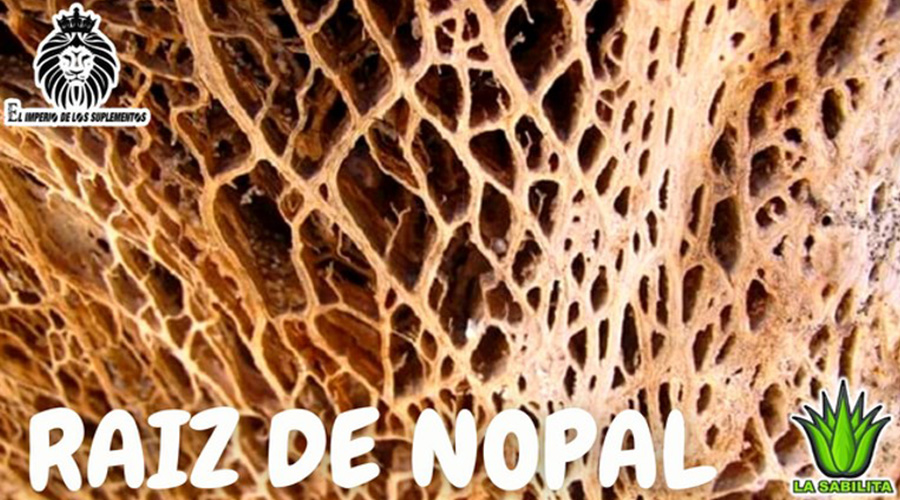 La Raíz De Nopal es parte de una planta medicinal utilizada para la prevención de diabetes, ya que logra estabilizar y controlar el nivel de azúcar en la sangre.