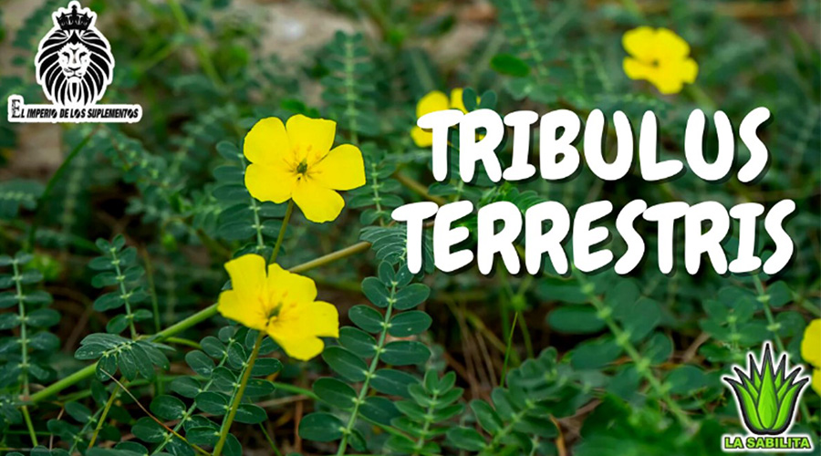 Tribulus Terrestris Es una planta utilizada como suplemento para intervenir en los procesos donde el organismo libera las hormonas anabólicas es decir la testosterona y aumenta el libido, corrige la infertilidad y disfunción erectil. 
